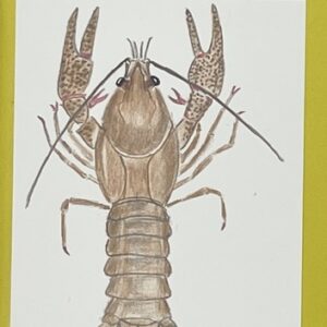 Vandløbsbedømmelse ved hjælp af dyrelivet (restoplag)