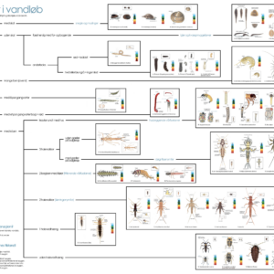 Bestemmelsesdug, ferskvand